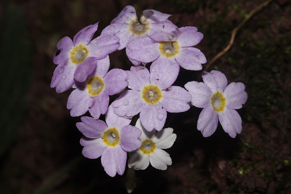 A new species of Primulaceae reported from south Yunnan