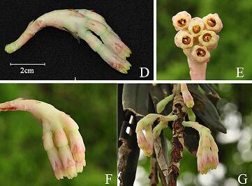 A new species of Ericaceae reported from northern Myanmar