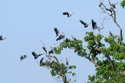 A huge flock of Asian openbill storks enjoy winter at XTBG