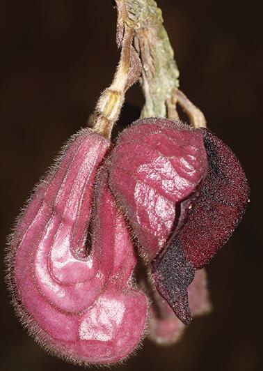 A new species of Aristolochia discovered in north Myanmar