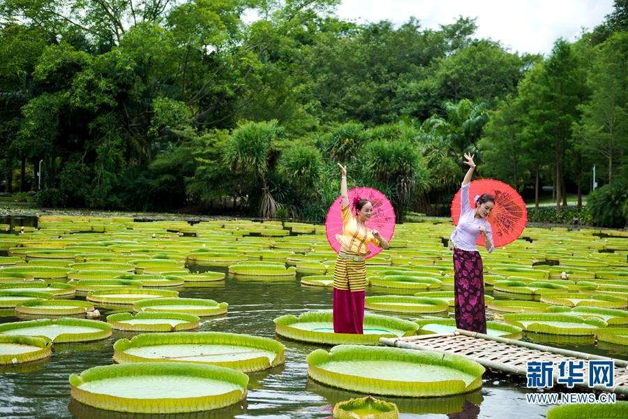 Best time to view giant water lilies in Xishaungbanna