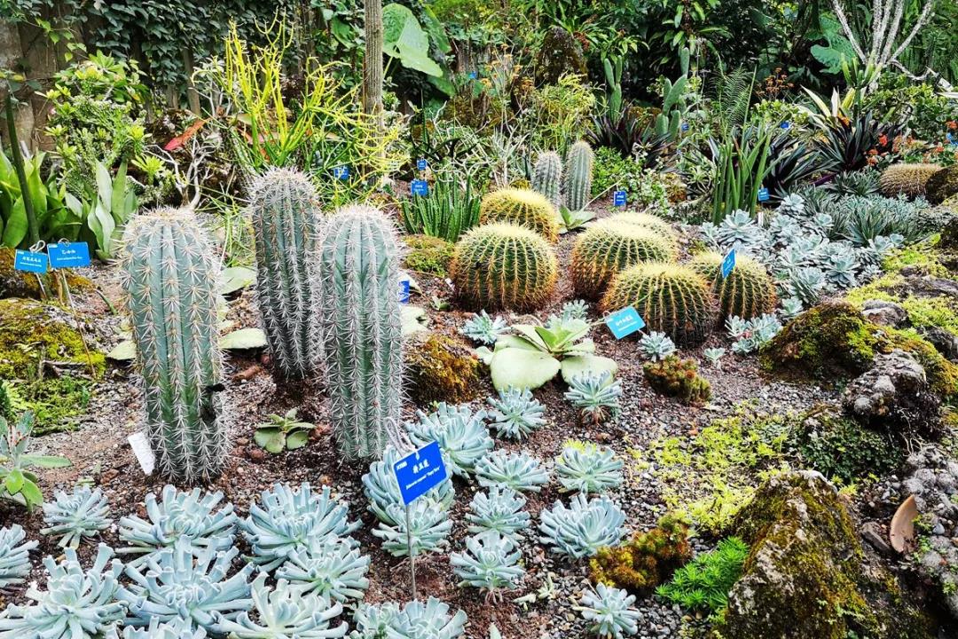 The Succulents Show greets Chinese New Year