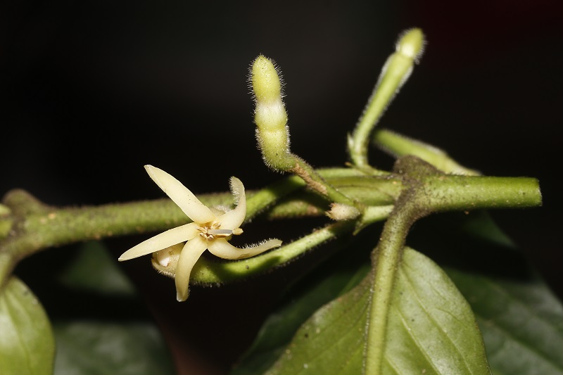 Canthium longipetalum, a new species of Rubiaceae, found in northern Myanmar