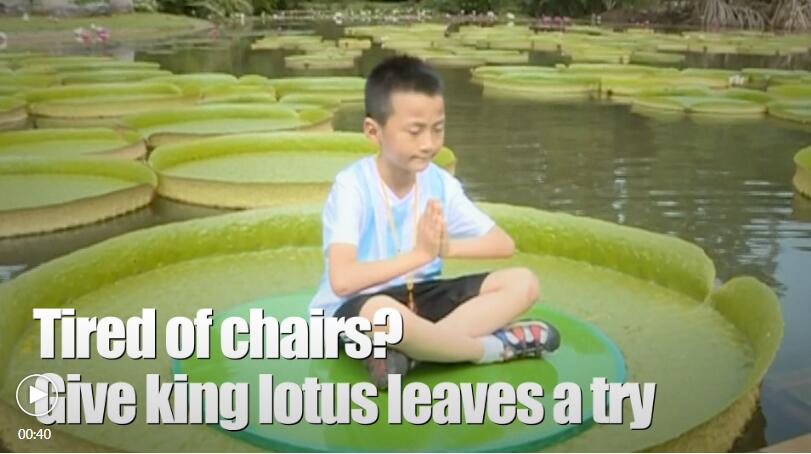 Tired of chairs? Give king lotus leaves a try