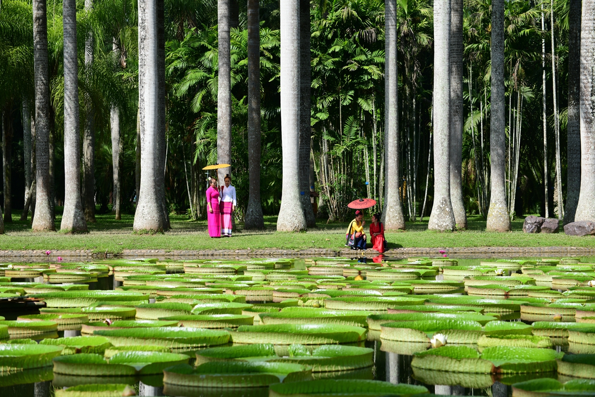 It’s prime viewing time of royal water lilies and other water plants at XTBG