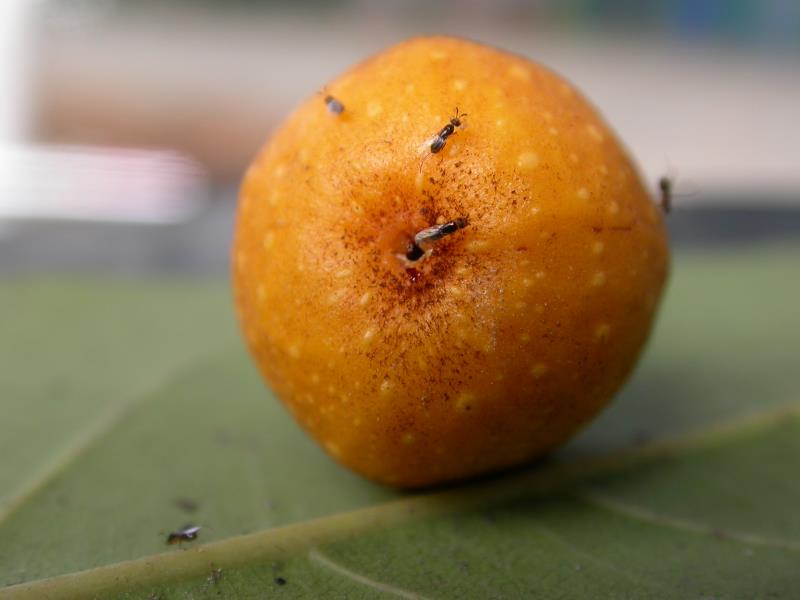 Genomes offer new insights into fig-wasp symbiotic system