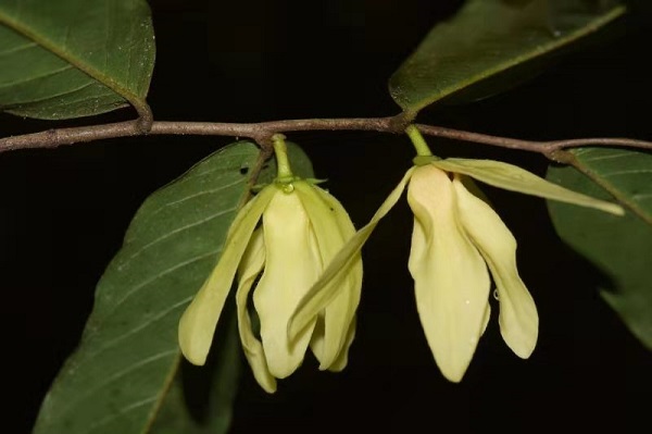 New species of Meiogyne genus in custard apple family reported in Yunnan