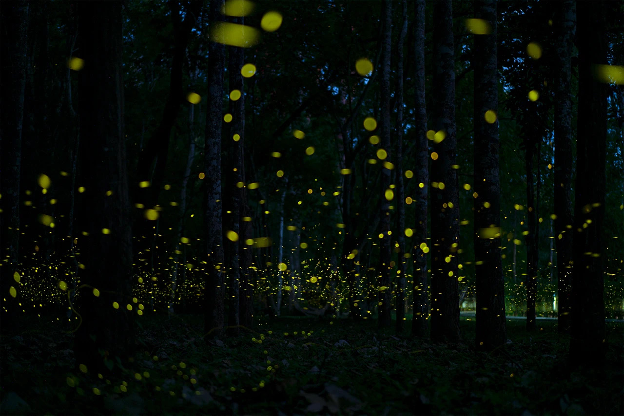 Twinkling fireflies create beautiful scenery in Xishuangbanna Tropical Botanical Garden