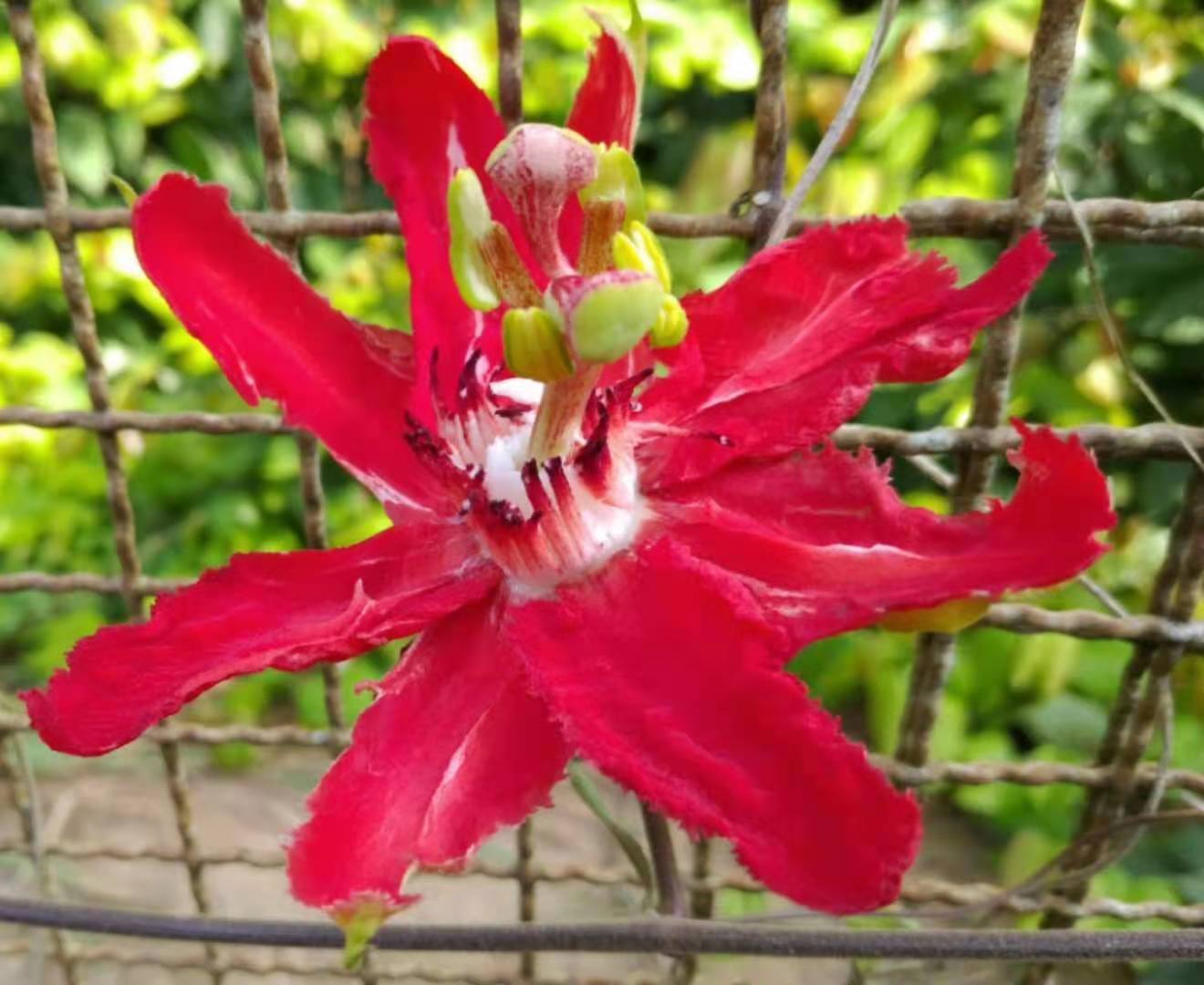 New cultivar of passion flower got registered by Passiflora Society International