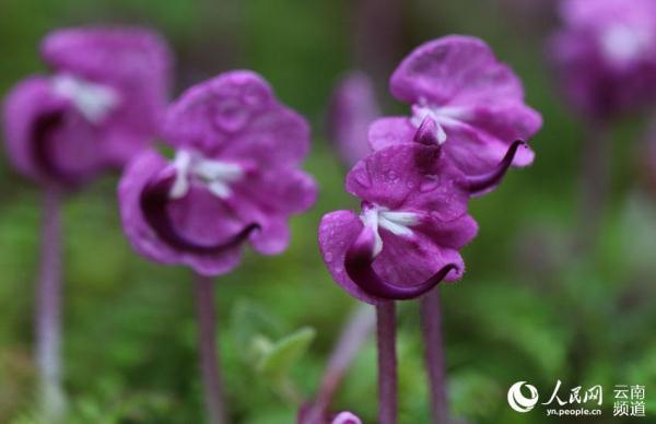 SW China's Yunnan sees critically endangered Pedicularis humilis in full bloom