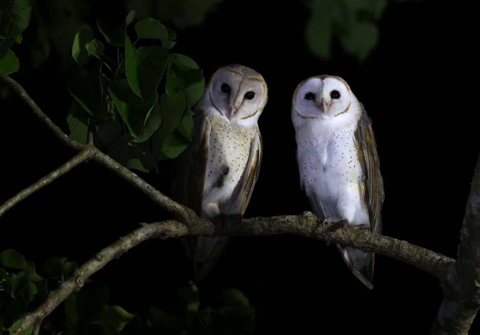 Monkey-faced owl couple finds home in SW China botanical garden