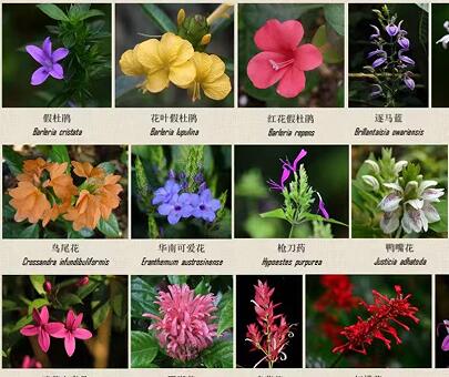 Acanthaceae plants on show to greet National Day