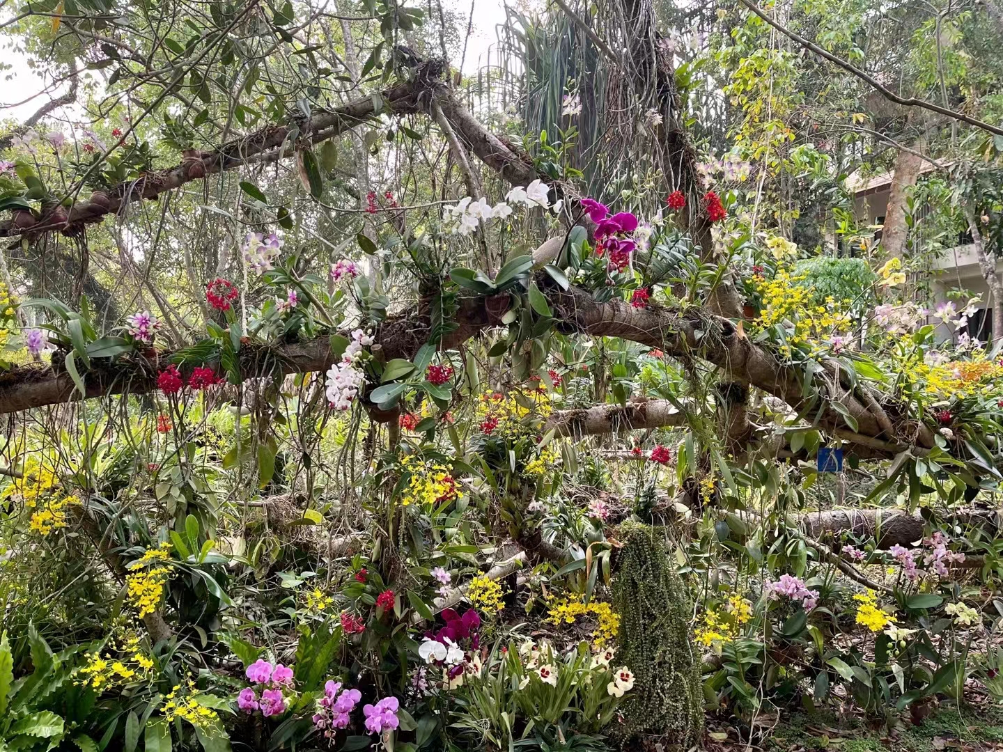 The Orchid Show 2023 at XTBG