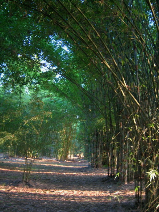 Bamboo Garden