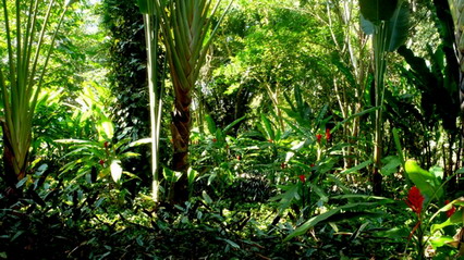 Shade Plant Garden