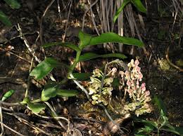Successful but variableassisted colonization of wild orchids in southwestern China