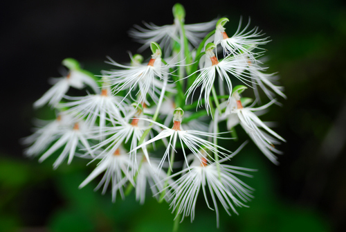 Habenaria myriotricha,a new record of Orchidaceae from Yunnan,China