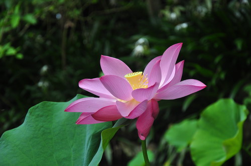 Lotus flowers blossom at Flower Garden of XTBG