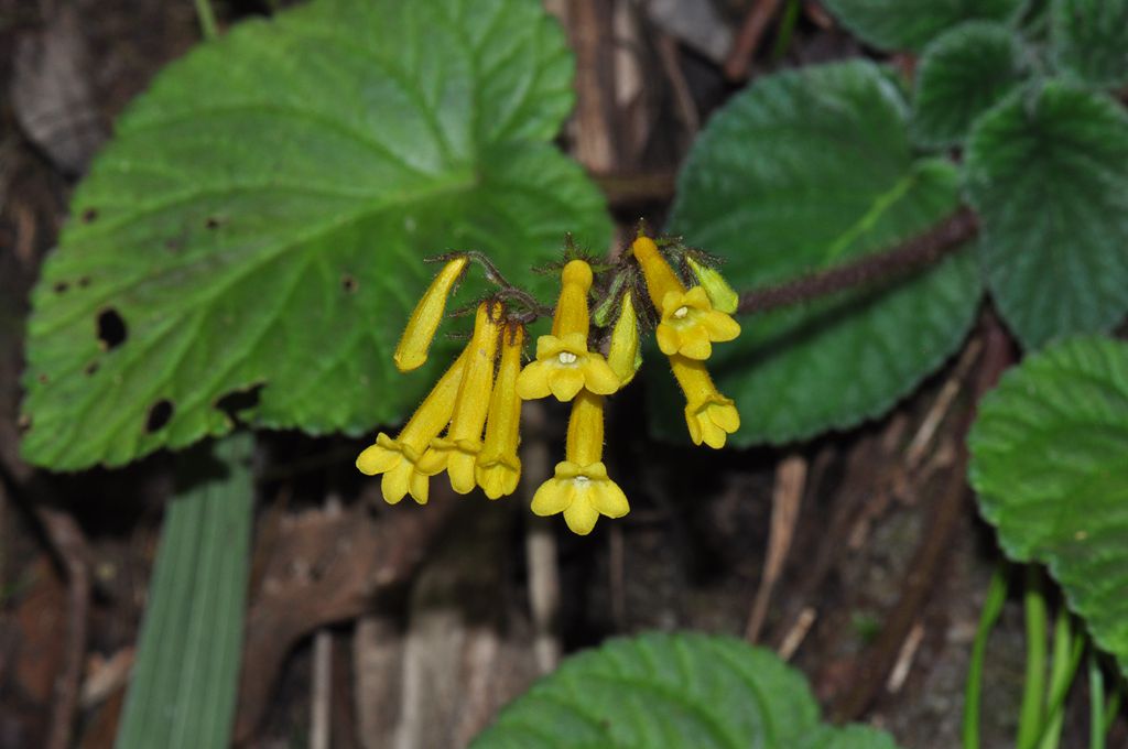 A new species of Gesneriaceae reported from south Yunnan