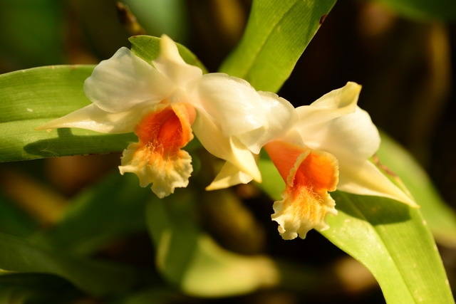Dendrobium orchids ornament Shade Plant Garden