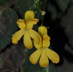 A new species of Gesneriaceae found in southern Yunnan
