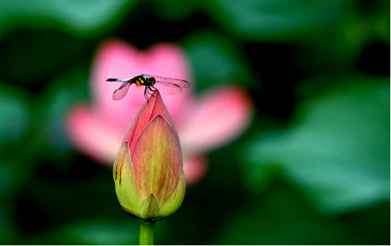 Enjoy lotus flowers in Xihsuangbanna Tropical Botanical Garden