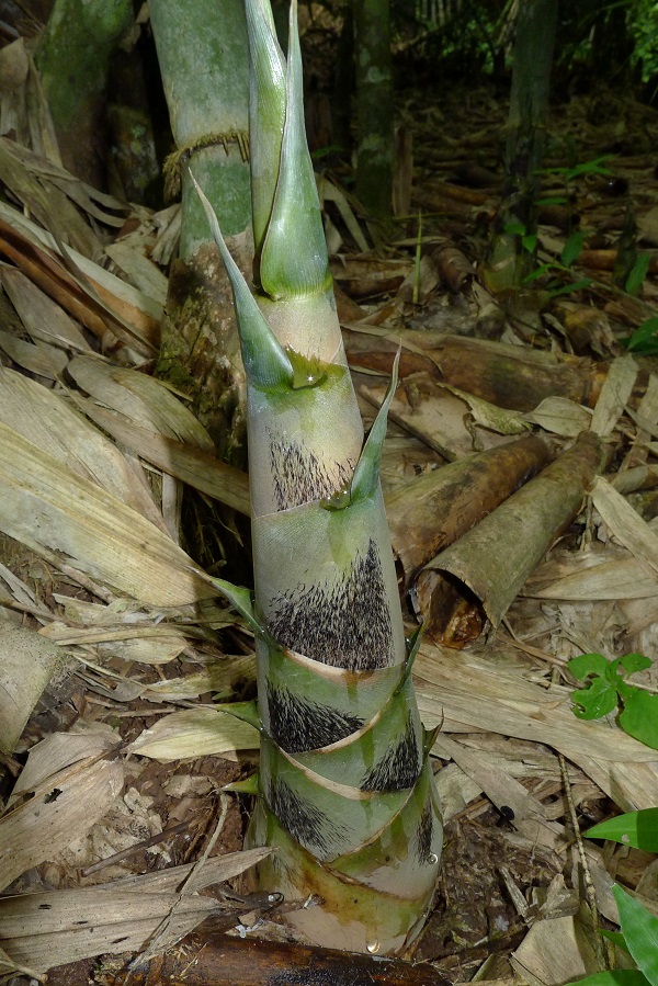 A new species of woody bamboo found in Xishuangbanna