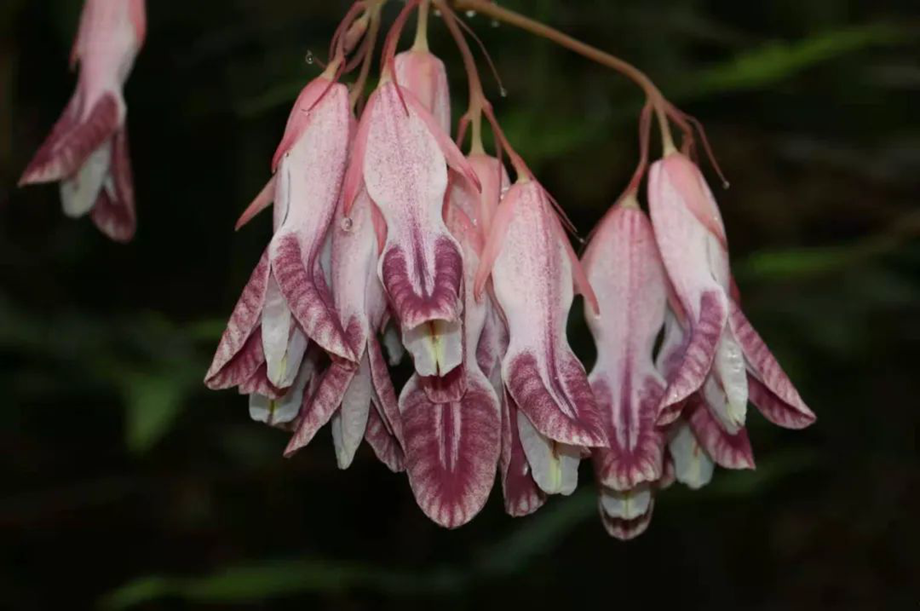 Two new plant species found in west Yunnan