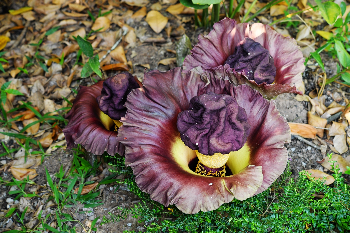 Amorphophallus paeoniifolius come to bloom