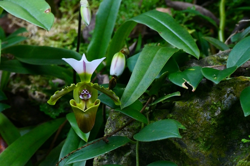 Rare terrestrial orchid Paphiopedilum spicerianum blooms in XTBG