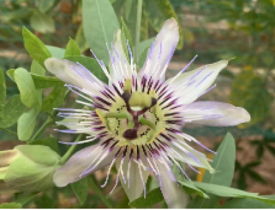 8 new cultivars of passion flower got registered by Passiflora Society International