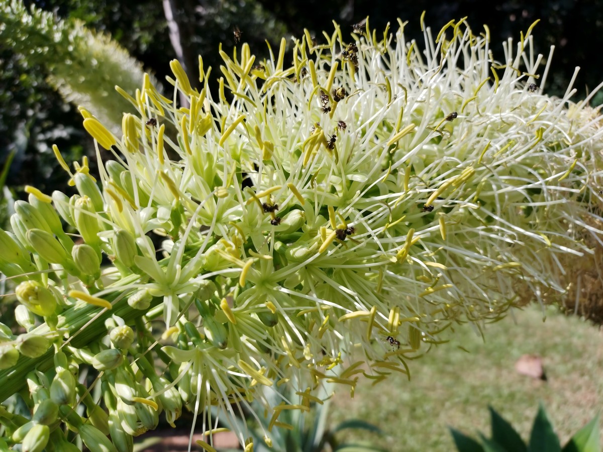 Foxtail agave blooms at XTBG for first time