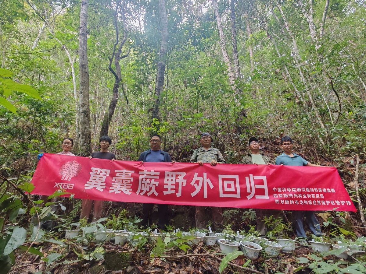 Endangered fern returns home in Xishuangbanna