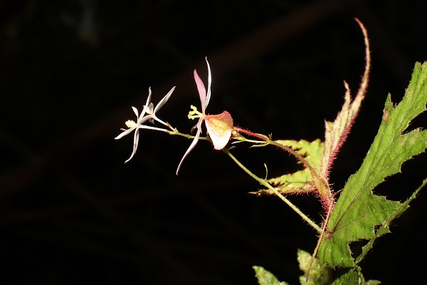 Begonia bangsamoro subp. Bagasa .jpg