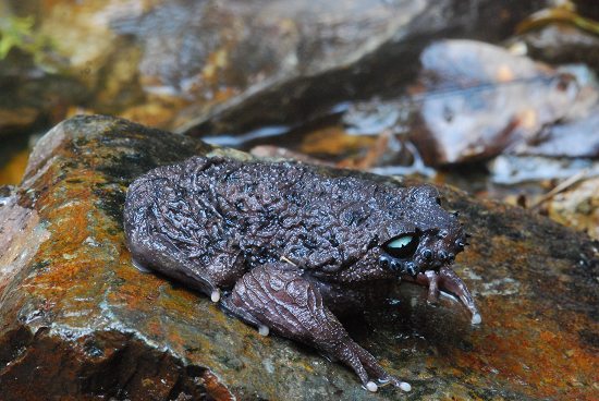 male toad