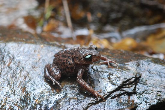 female toad