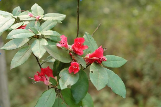 Rhododendron bachii H. Lév