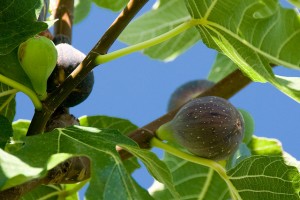 Fresh figs