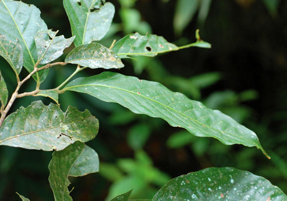 Lithocarpus orbicarpus, a branch with leaves. Image credit: S. Sirimongkol / J. S. Strijk.