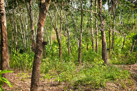 Soil multidiveristy is key indicator of soil health in rubber plantations