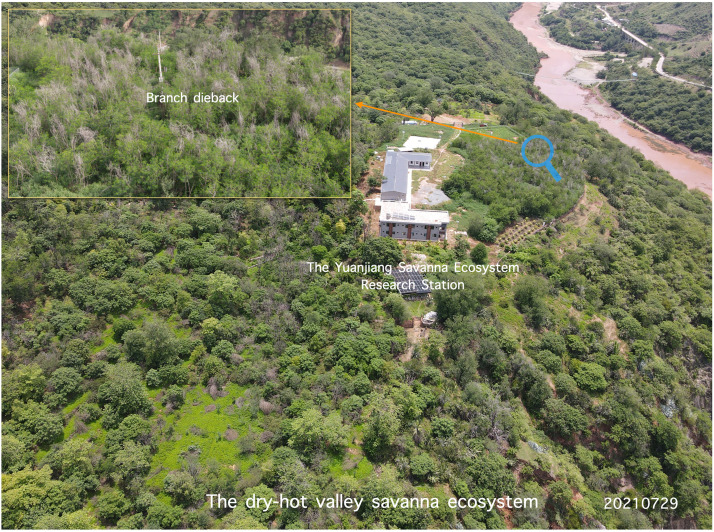 Savanna plants show high physiological resilience to extreme drought