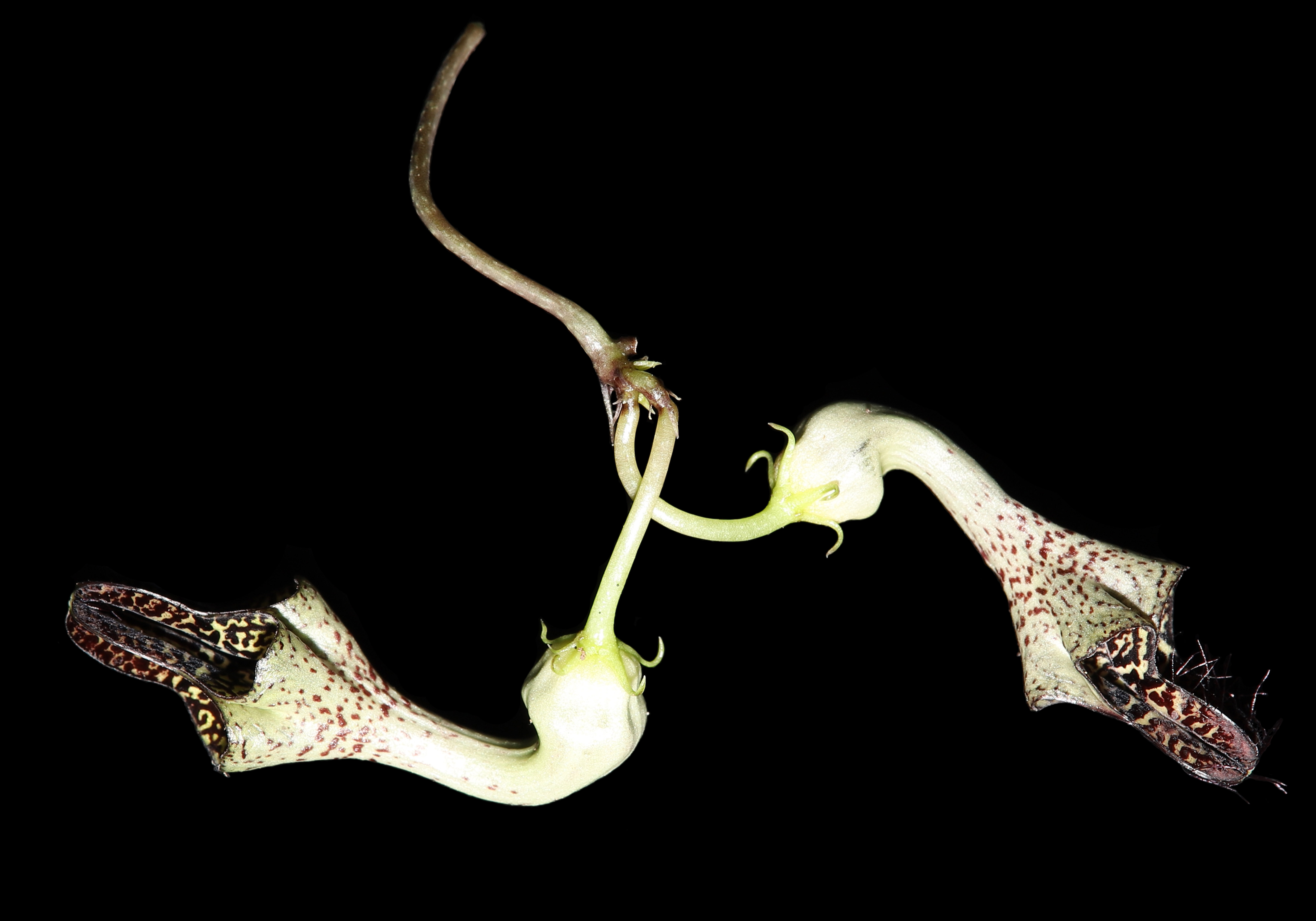New herb plant species found in Yunnan