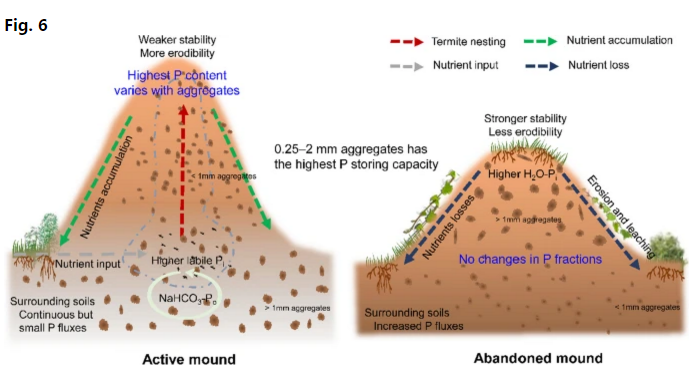 Termite activity is beneficial to promote phosphorous availability in rubber plantation