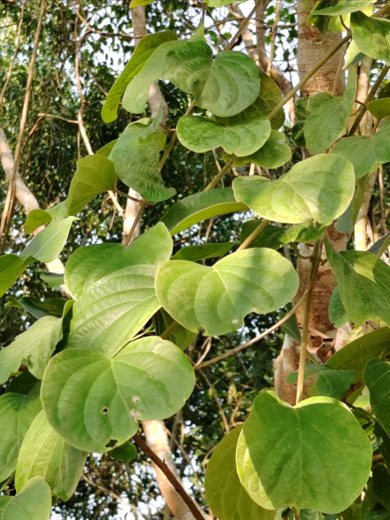 Researchers find mechanism for woody vine preventing kidney stones