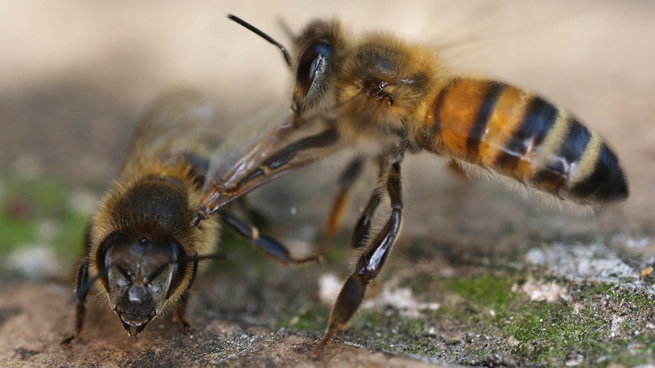 Study reveals how honey bee undertakers recognize dead mates