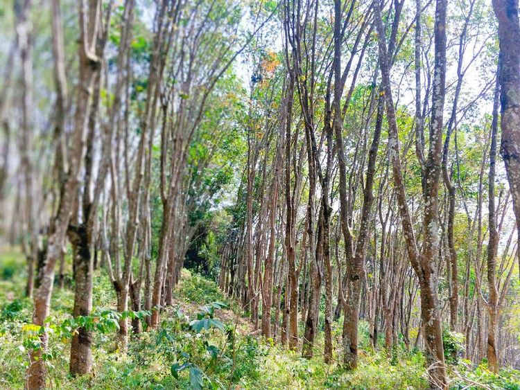 New payment system developed to support reconversion of rubber plantations
