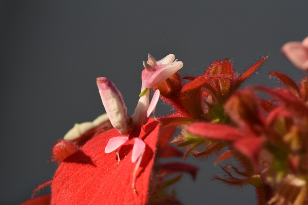How does orchid mantis adapt and evolve？