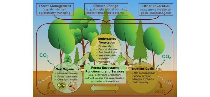 Forest understory vegetation study: current status and future trends