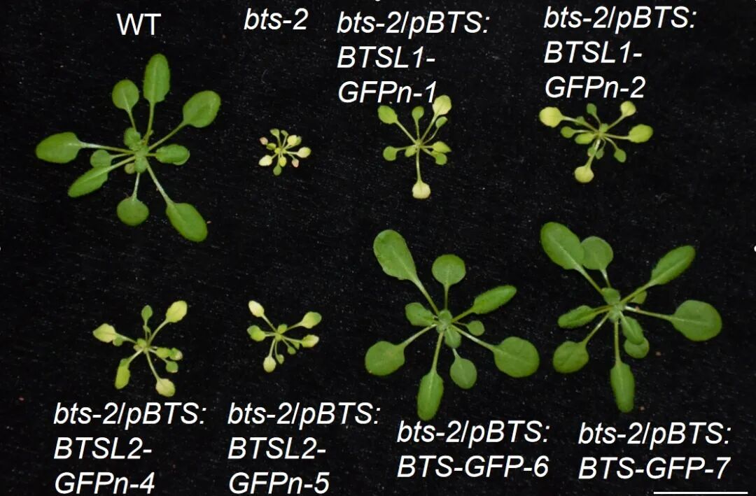 How a Protein Network Cooperatively Regulates Iron Balance in Plants?