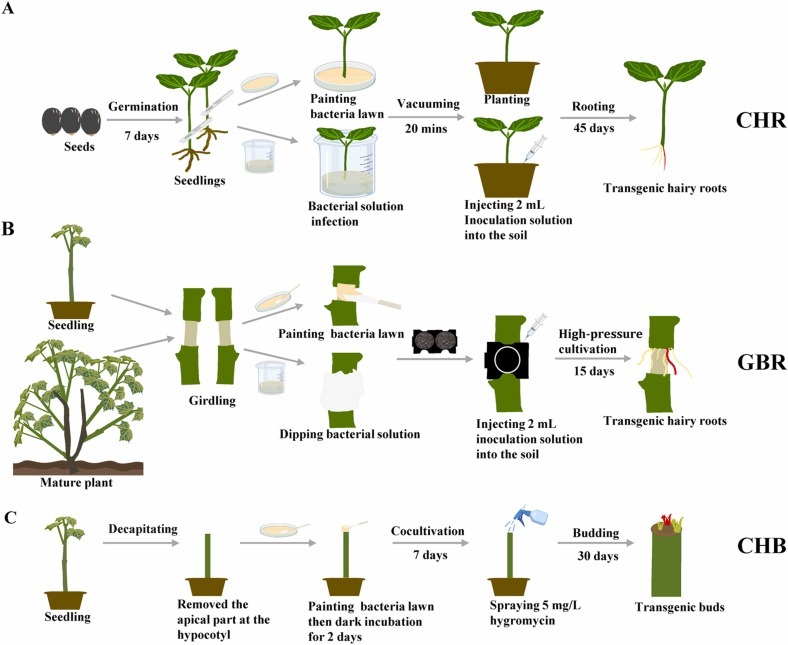 First Tissue Culture-Free Genetic Transformation System Established for Jatropha curcas